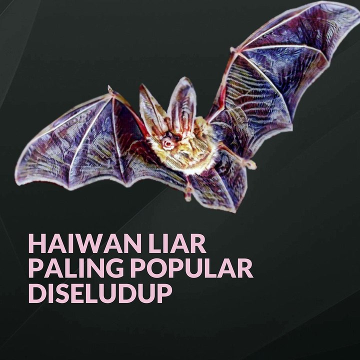 Haiwan liar paling popular diseludup