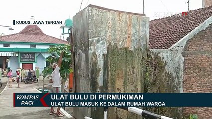 Ulat Bulu Kembali Serbu Permukiman Warga, Kali Ini di Kudus, Jateng