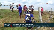 Basmi Hama Tikus, Petani Nekat Masuk Tol Trans-Jawa