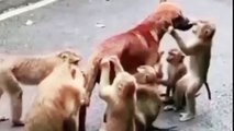 Crocodile vs Dogs and lion with dog is very best video.monkey with dods