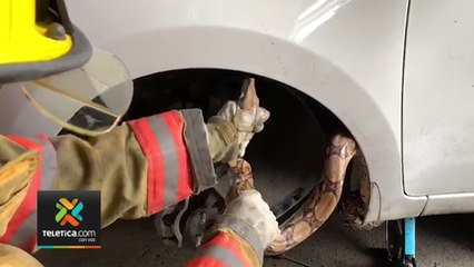 tn7-Hombre viajó cerca de 8 kilómetros con una serpiente en el motor de su vehículo-280120