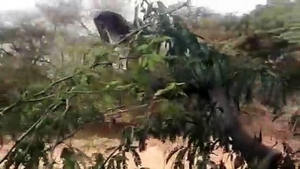 हमीरपुर में विशालकाय सांप मिलने से हड़ंकप, वीडियो वायरल