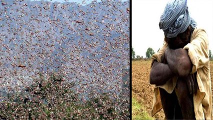 राजस्थान: किसान ने 3 लाख का लोन लेकर की खेती,​ टिड्डियों ने फसल चट की तो सदमे से टूटा दम