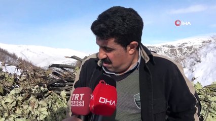 Hayvanları için kızaklarla meşe ağacı toplayan çiftçilerin zorlu kış mesaisi