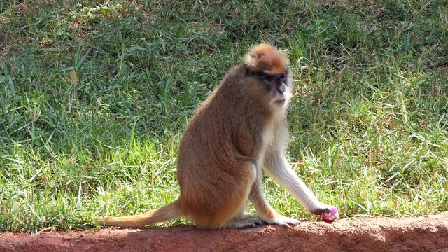 Nehru Zoological Park, Hyderabad Zoo, India | Hyderabad Tourism