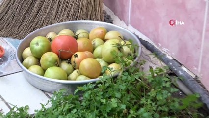 Evinin önüne ektiği domatesten ocak ayına kadar ürün topladı
