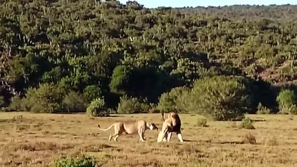 Hero Mother Elephant Save Baby From Lions hunt . Elephant vs Lion   Aniamals Save Another Animals