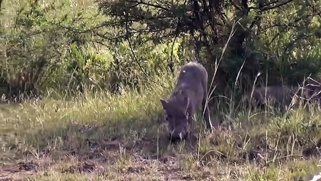Hero Mother Boar Save Baby From Cheetah Hunt . WARTHOG vs Leopard Aniamals Save Another Animals