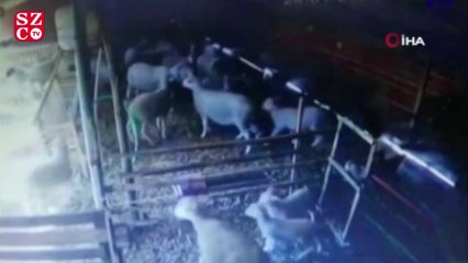 Koyunların depreme tepkisi güvenlik kamerasında