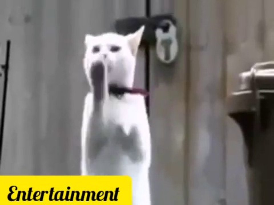 Super cat fun