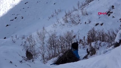Bitlis yazın tepede biriktirip, kışın kızaklarla indiriyorlar