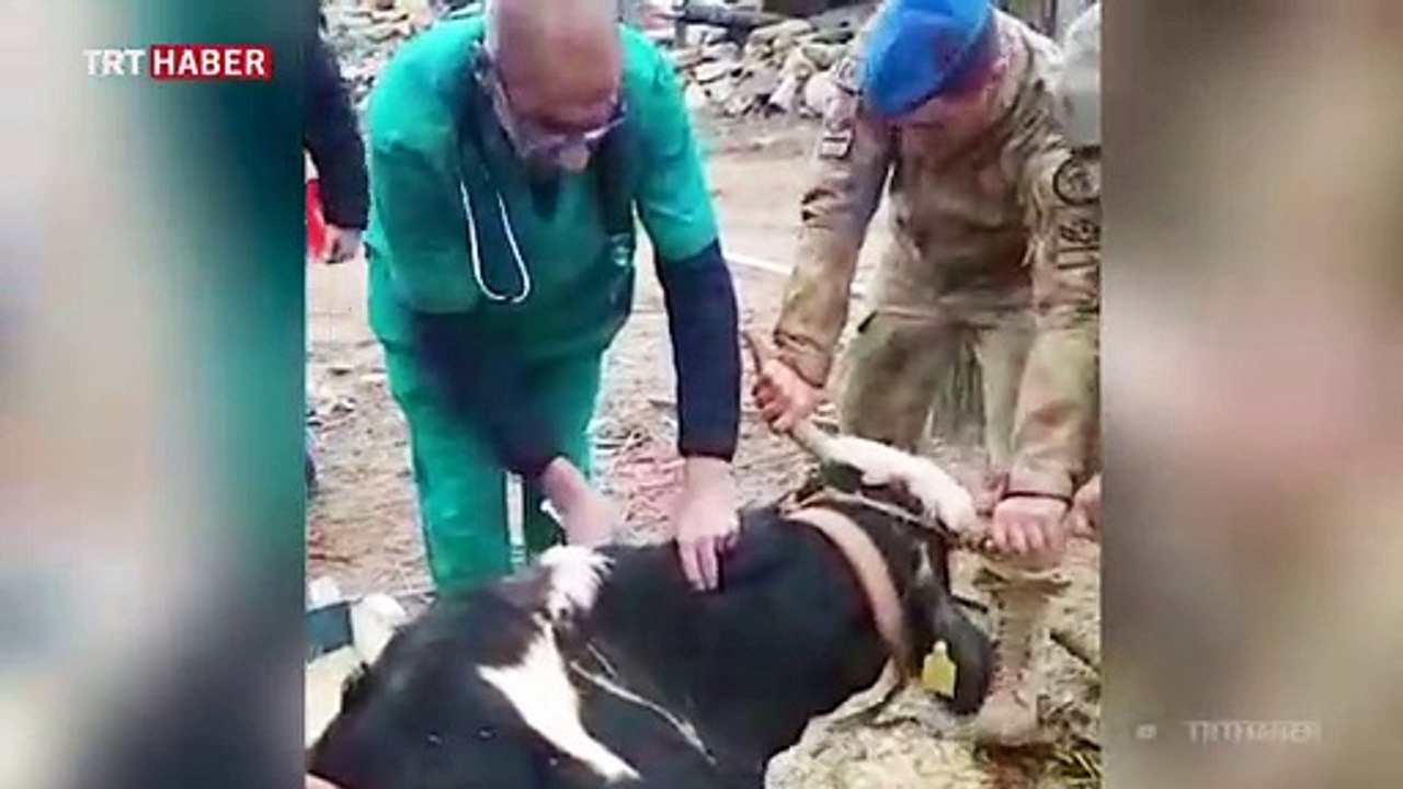 Veteriner hekimlerden deprem bölgesinde gönüllü sağlık hizmeti