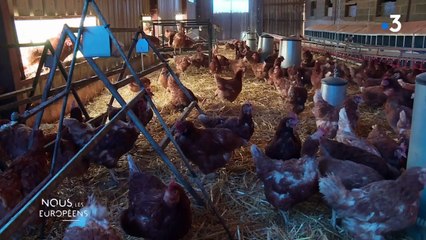 Allemagne. La méthode du "sexage in ovo" "pour éviter le massacre de millions de poussins mâles jugés non rentables