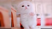 Baby Cats - Cute and Funny Cat Videos Compilation -  Aww Animals