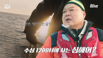 이 물고기를 아십니까? 호동이가 또 동해로, 이번엔 심해로!!! #도치