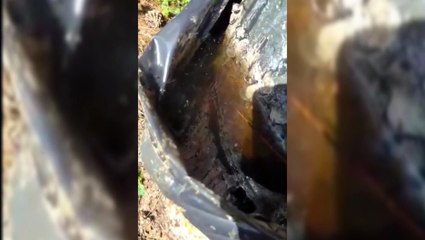 São João do Oeste: Internauta denuncia a presença de larvas do mosquito Aedes Aegypti em vários recipientes para extração de resina