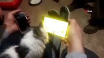 Kedinin cep telefonundan fare ile oyunu ilginç görüntüler oluşturdu