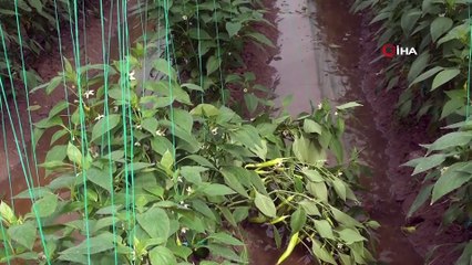 Mersin’de selin bilançosu ağır oldu: 109 milyon TL