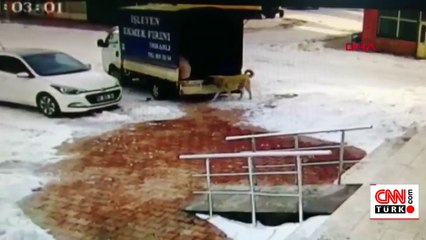 Kamyonetten ekmek alan sevimli köpek kamerada