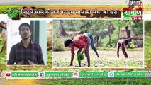 Kisan Bulletin : पिपरमिंट की खेती से मुनाफे में होंगे किसान | Grameen News
