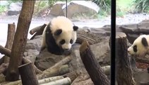 El zoológico de Berlín presenta al público sus dos crias de osos panda nacidos en agosto