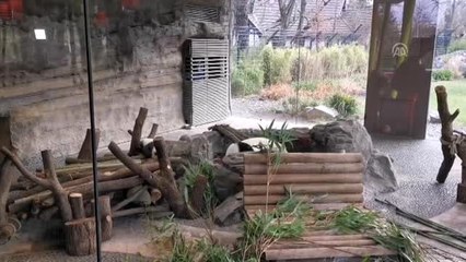 İkiz pandalar basın mensuplarının karşısına çıktı