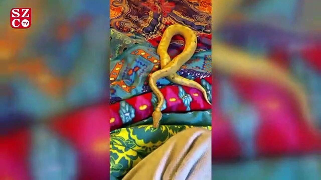 Güzel oyuncunun piton aşkı