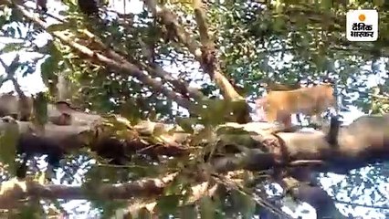 गांव से बंदर भगाने के लिए भालू बने युवक