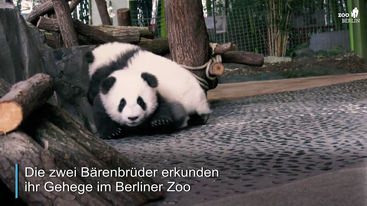 Berliner Pandas auf Entdeckungstour