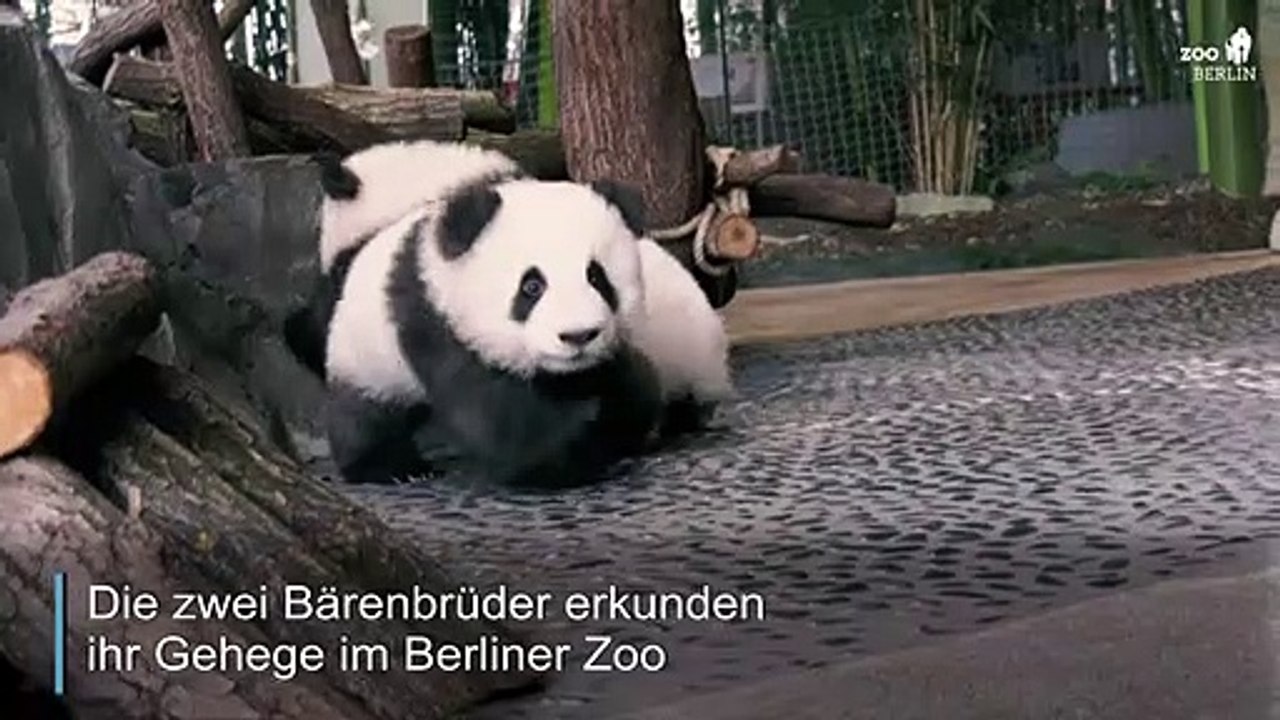 Berliner Pandas auf Entdeckungstour
