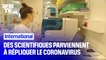 Australie: des scientifiques parviennent à répliquer le coronavirus chinois