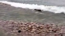 Nesli tükenme tehlikesi altındaki Akdeniz foku görüntülendi