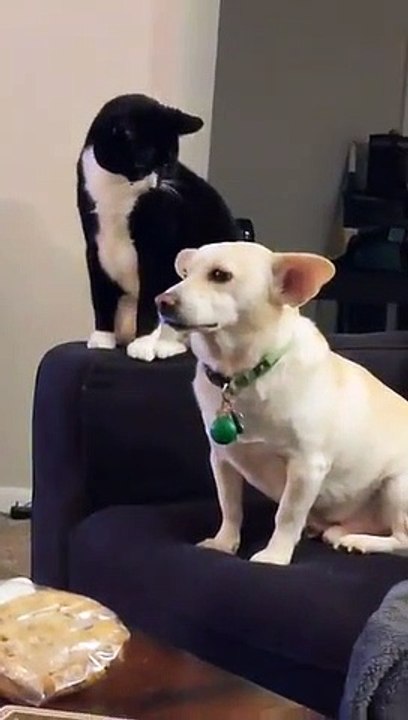 chat reflexion chien