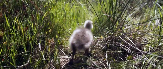 Donne moi des ailes - Vidéo à la Demande d'Orange