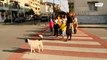 شاهدوا: كلب ينظم حركة المرور !!!!١