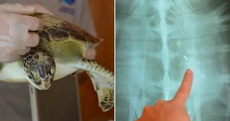 Cette tortue, repêchée au large de Buenos Aires, a déféqué des dizaines de déchets plastiques en un mois