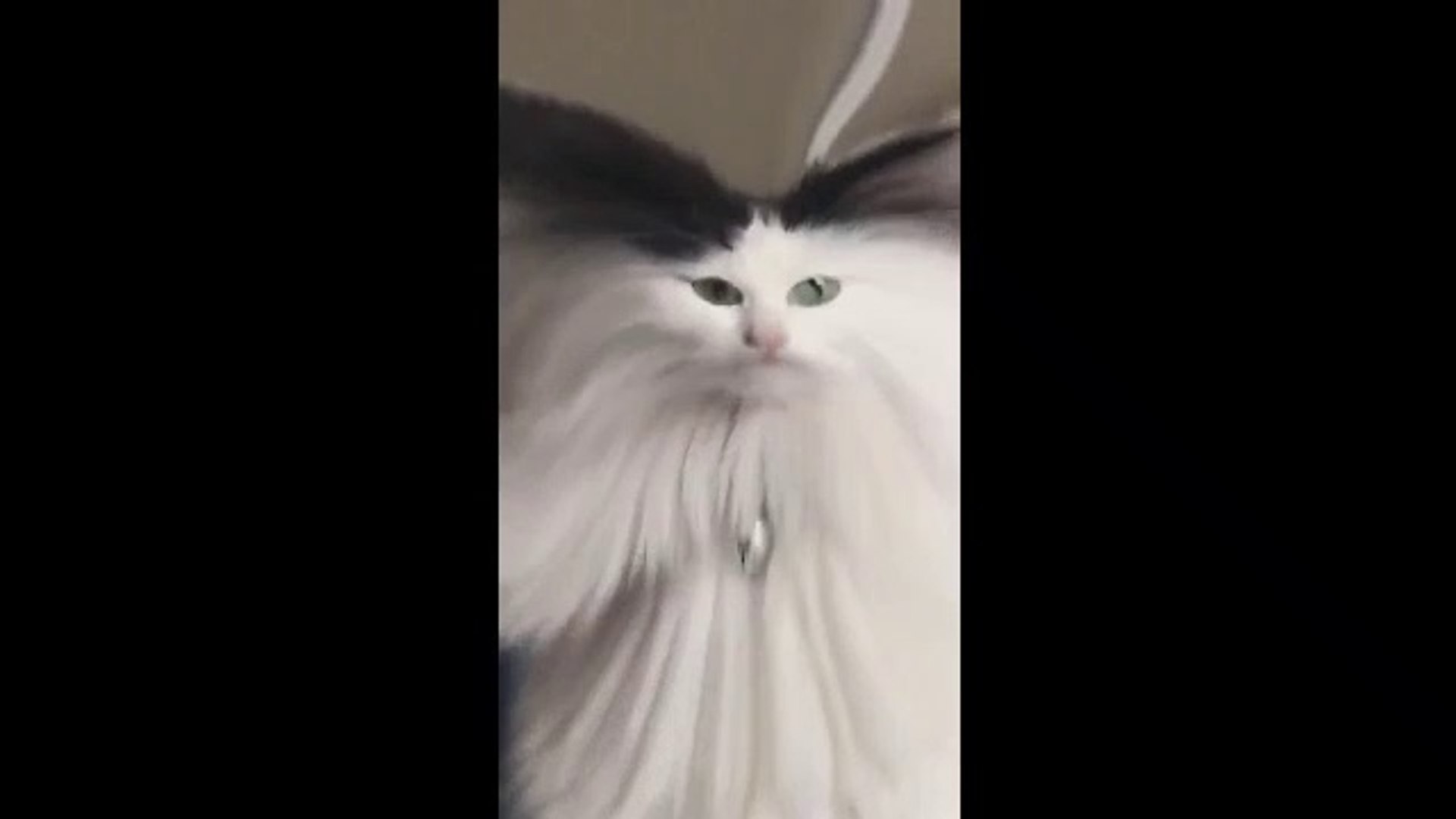 Funniest Scared Cat Video Compilation - video Dailymotion