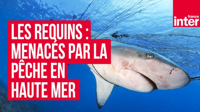 Les requins : menacés par la pêche en haute-mer - Sur le Green avec Eric Clua