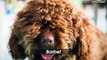 New Dog Breeds to Look Out For Ahead of the Westminster Dog Show