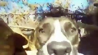 Dog stole the camera and made the best video on the internet