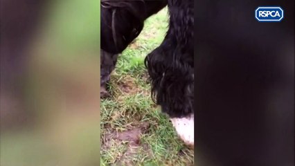 Emaciated horse found in Peterborough