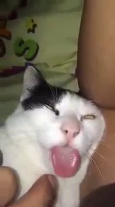 Funny Cat Doesn't Care Sleeps Like A Log | Try Not To Laugh Challenge