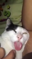 Funny Cat Doesn't Care Sleeps Like A Log | Try Not To Laugh Challenge