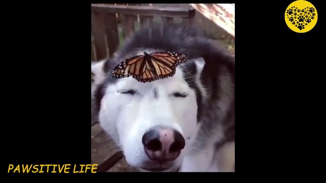 Sh*t Dogs Say | Funny Dog Video 2020 | Funny Pet Videos Of The Week