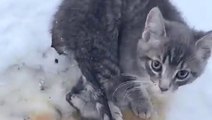 3 kittens rescued from ice with coffee