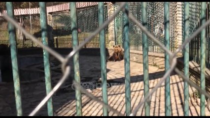 Ora News - Kopshti zoologjik, propoganda dhe realiteti që lë për të dëshiruar