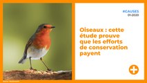 Oiseaux : cette étude prouve que les efforts de conservation payent