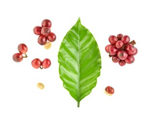 The Best-Tasting Coffee Might Be One That Bats Got to First