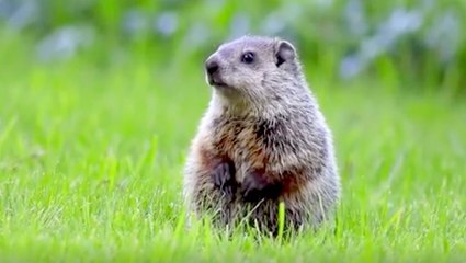 Do groundhogs get cold?