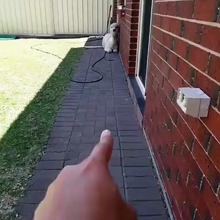 First-Person Alpaca Nose Boop